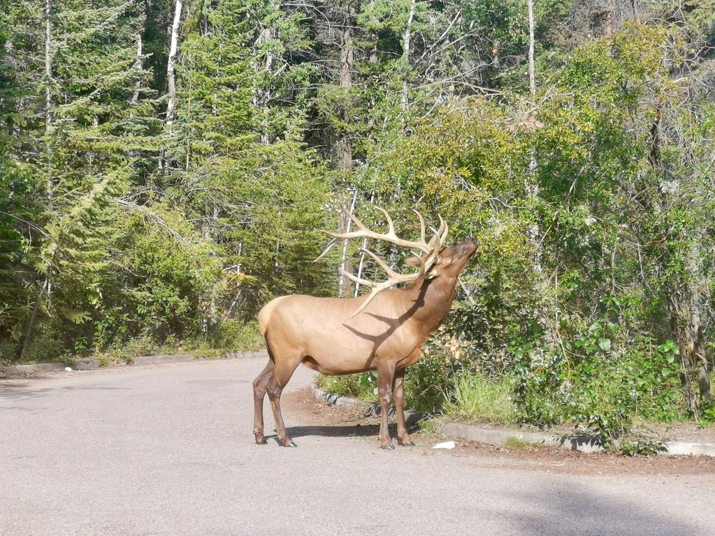 Rocky Mountain Elk